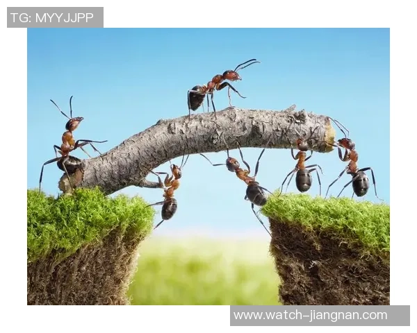 权健足球海报展现激情与梦想传递团队精神与奋斗信念的视觉盛宴